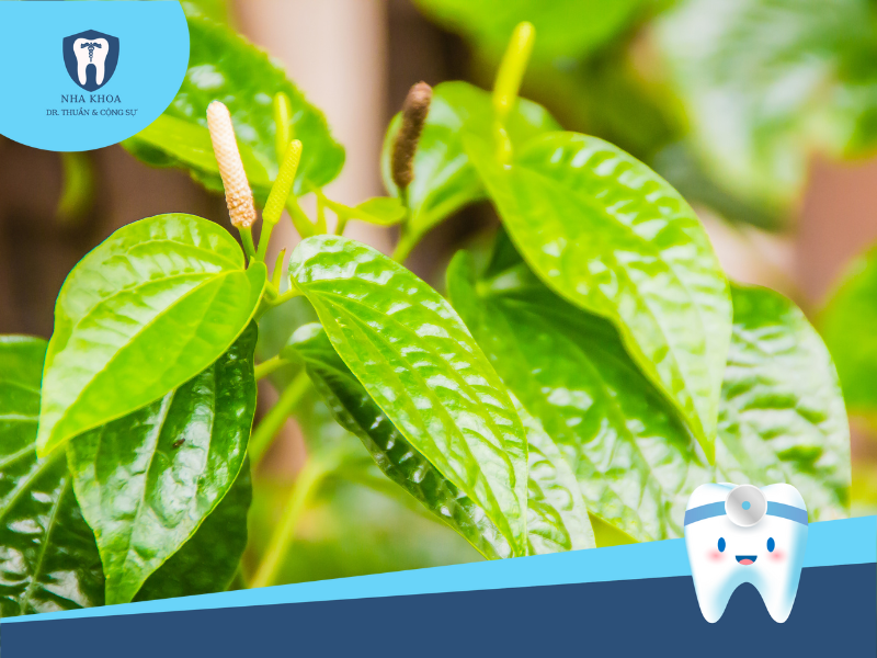 Cây lá lốt chữa viêm nha chu theo dân gian